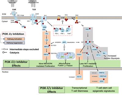 Frontiers | Strategies To Overcome Failures In T-Cell Immunotherapies ...